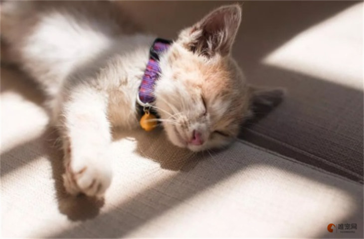 猫咪细菌感染有哪些症状 是怎么引起的 猫咪细菌感染有哪些症状 是怎么引起的