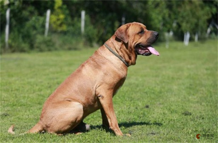 日本土佐犬和昆明犬哪个贵