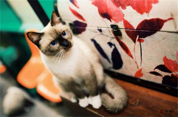 厦门哪里能买到猫 厦门哪里能买到猫