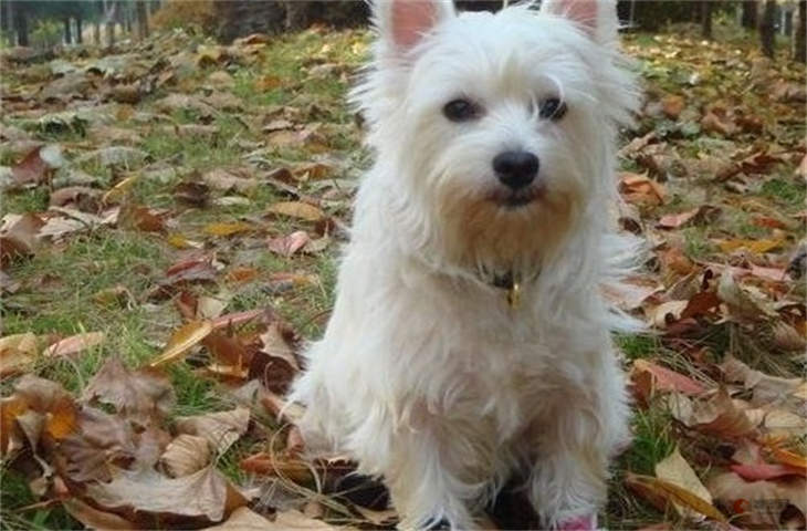 蝴蝶犬好还是西高地白梗好 哪个更好养 蝴蝶犬好还是西高地白梗好 哪个更好养