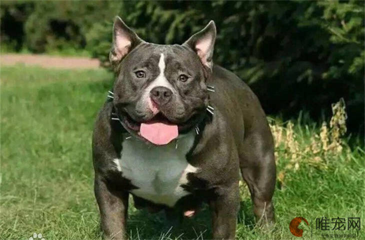 泉州可以养恶霸犬吗 泉州可以养恶霸犬吗