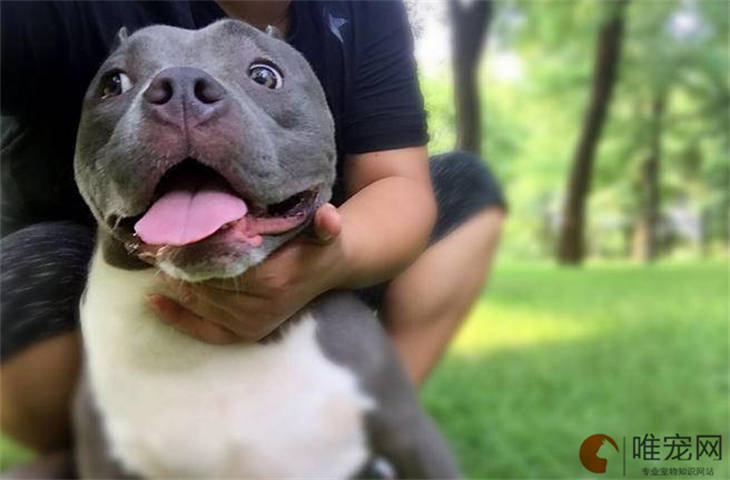 绍兴可以养恶霸犬吗