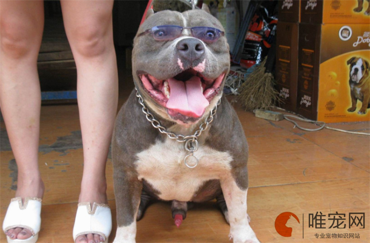 扬州可以养恶霸犬吗 扬州可以养恶霸犬吗