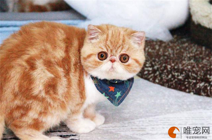 6000元的德文卷毛猫好不好