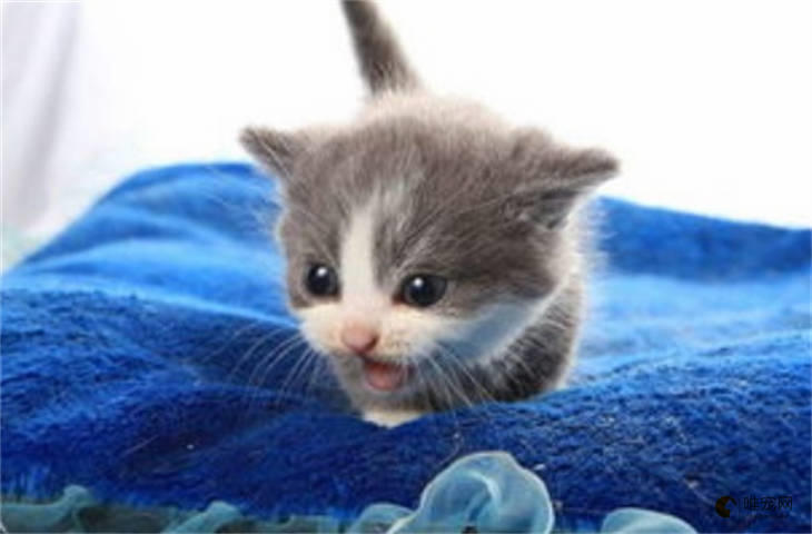 小猫出生多久可以碰 多大能抱走 小猫出生多久可以碰 多大能抱走