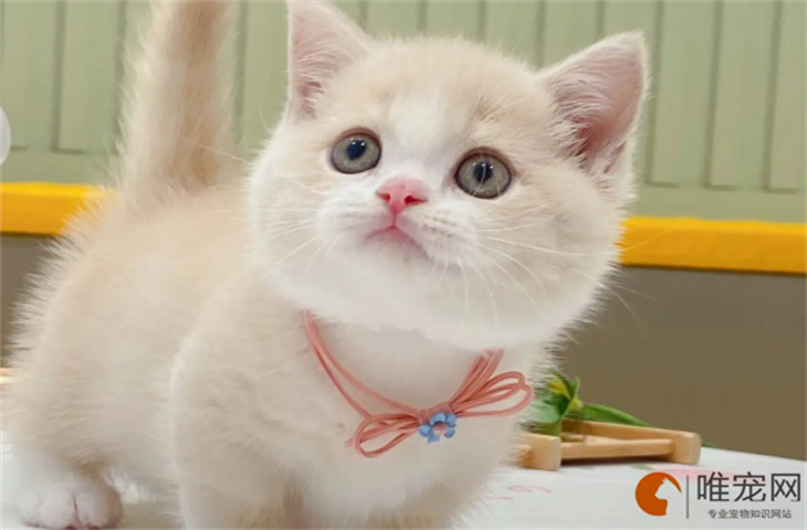 800元的曼基康猫好不好