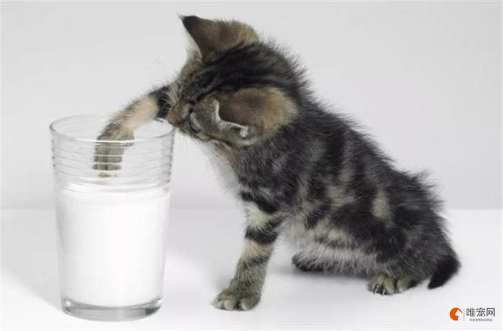 宠物猫为什么不能喝牛奶 喝了会怎么样 宠物猫为什么不能喝牛奶 喝了会怎么样