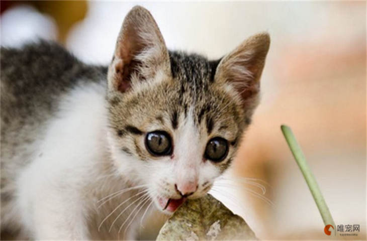 猫缺钙会出现什么症状 吃什么补钙最快 猫缺钙会出现什么症状 吃什么补钙最快