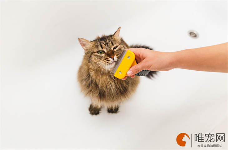 猫咪吃哪个牌子的维生素片好 猫咪吃哪个牌子的维生素片好