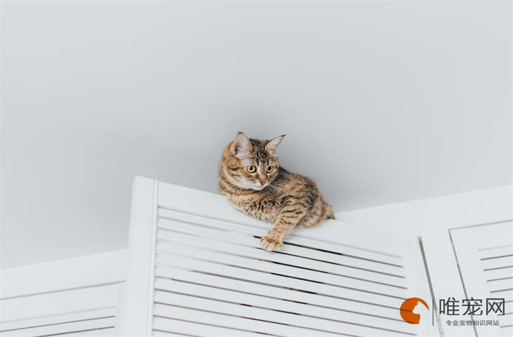 维生素k3对猫的影响有哪些 维生素k3对猫的影响有哪些