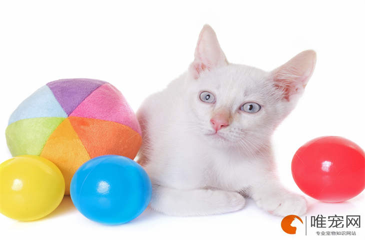 猫几天吃一次维生素b 有什么好处 猫几天吃一次维生素b 有什么好处