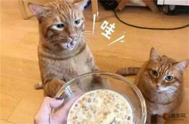 猫咪补钙吃什么食物 严重缺钙怎么办 猫咪补钙吃什么食物 严重缺钙怎么办