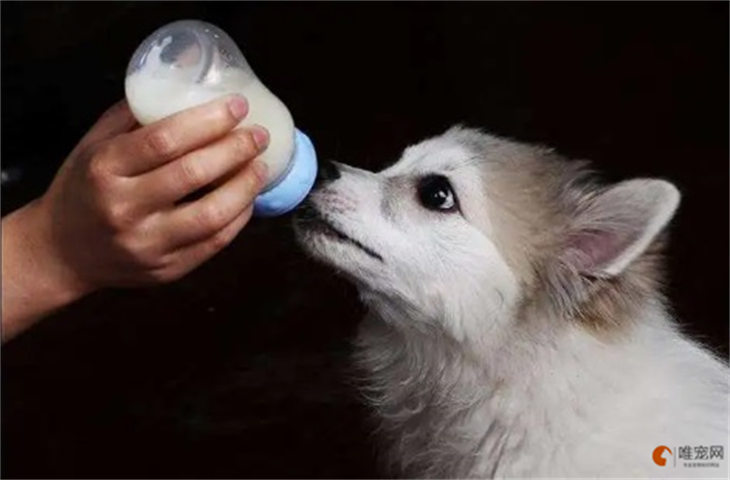 羊奶粉狗狗一天喂几次 配多少水 羊奶粉狗狗一天喂几次 配多少水