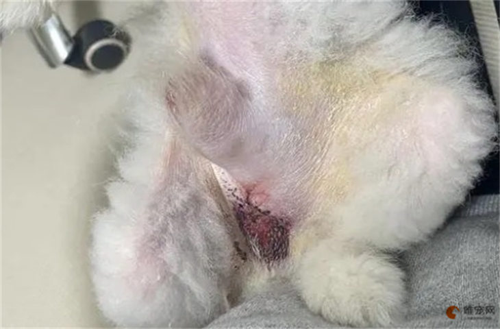 狗狗做绝育多久伤口不怕舔 狗狗做绝育多久伤口不怕舔