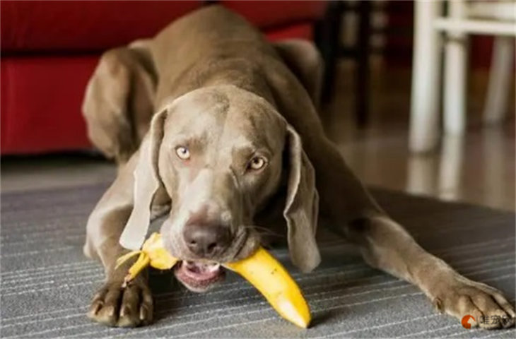 狗狗如何快速增肥 太瘦了吃什么能长胖