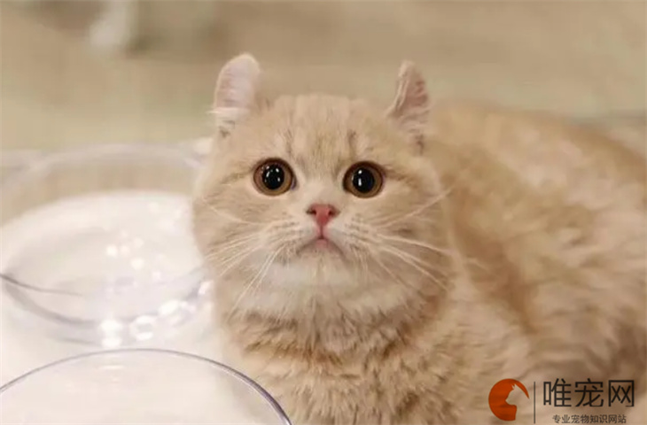 猫咪多久吃一次复合维生素b 能长期吃吗