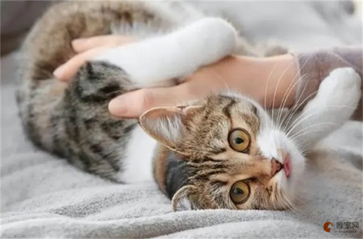 养宠物猫有什么坏处 对人危害有哪些 养宠物猫有什么坏处 对人危害有哪些