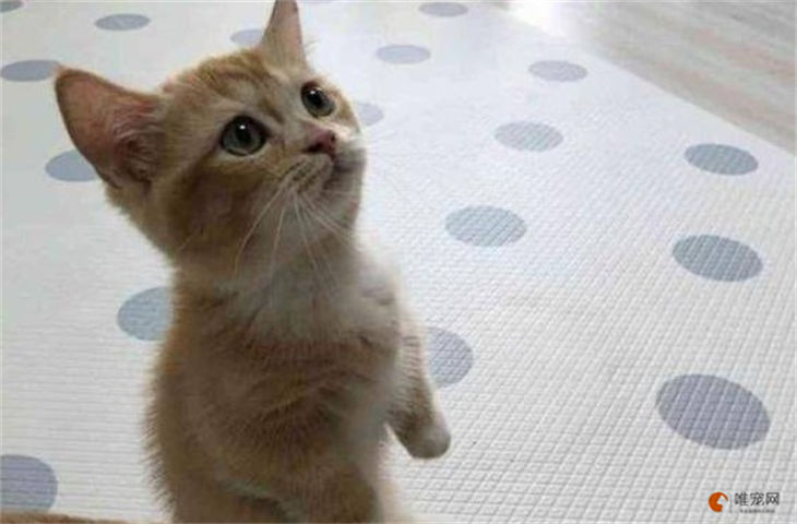 橘猫为什么总喜欢叫 怎么让它闭嘴 橘猫为什么总喜欢叫 怎么让它闭嘴