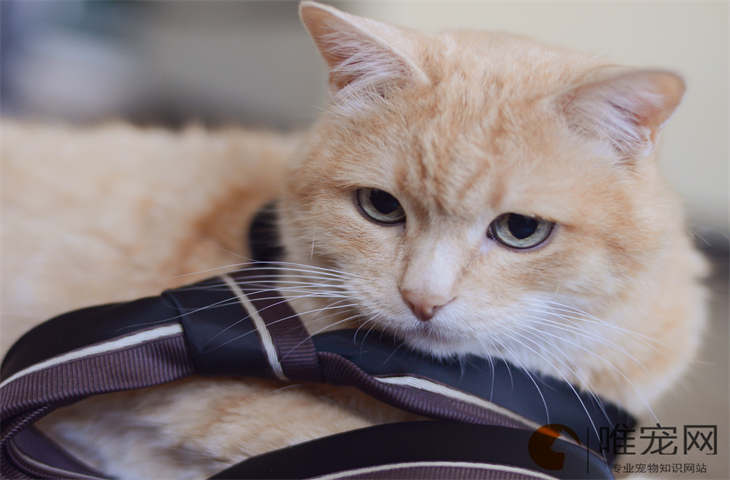 猫咪吃海藻粉的好处有哪些 猫咪吃海藻粉的好处有哪些