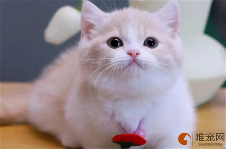 5000元的曼基康猫好不好
