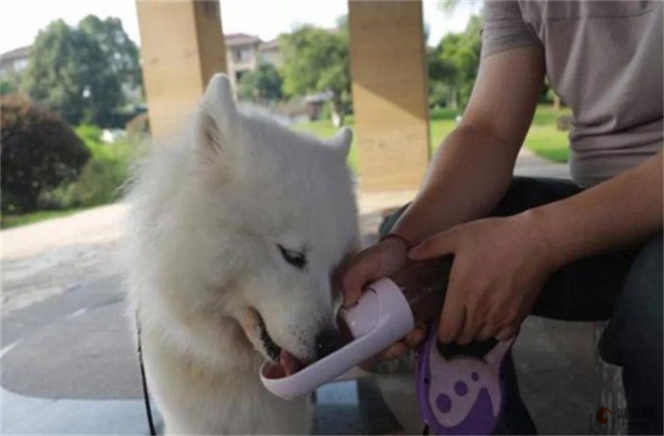 代可可脂会让狗致命吗 多久发作