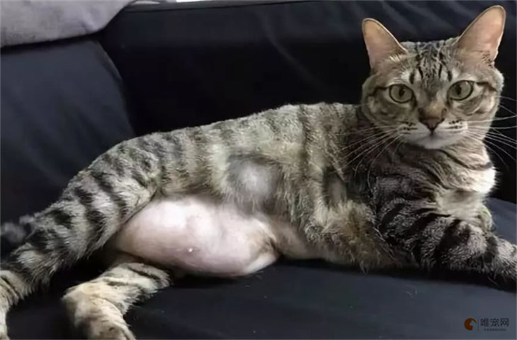 猫怀孕肚子毛需要剃吗 什么状态是要生了