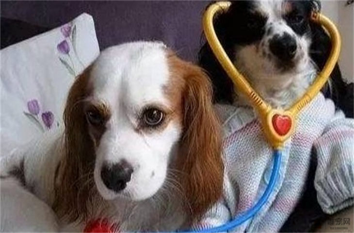 多大的狗狗容易得犬瘟 三大致命疾病是什么 多大的狗狗容易得犬瘟 三大致命疾病是什么
