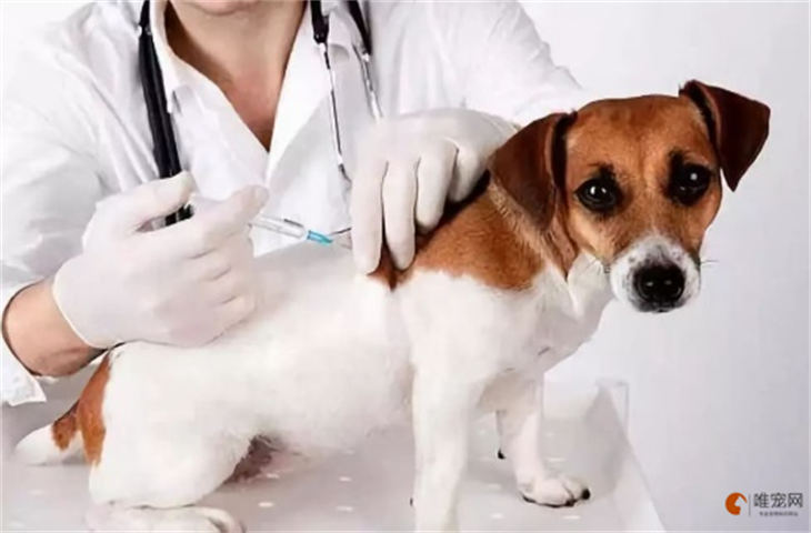狗狗多久去打一次狂犬疫苗 去哪里打比较好 狗狗多久去打一次狂犬疫苗 去哪里打比较好
