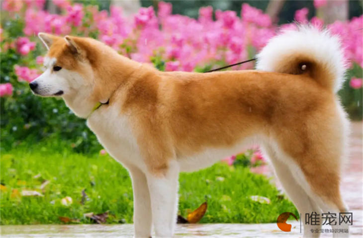 上海可以养秋田犬吗 多少钱一只