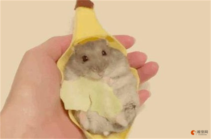 仓鼠可以吃香蕉吗 能吃哪些水果