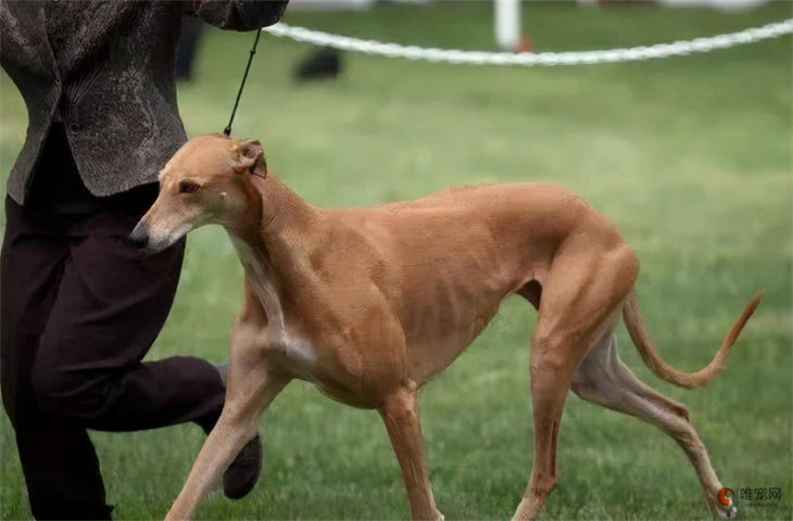 灵缇犬智商高吗 相当于人类的几岁