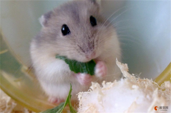 仓鼠能吃芹菜叶吗 多久喂一次