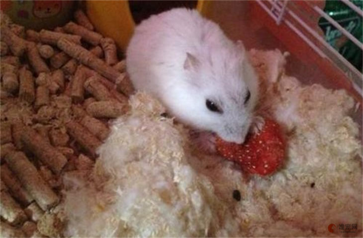 仓鼠能吃红心火龙果吗 还可以吃什么水果