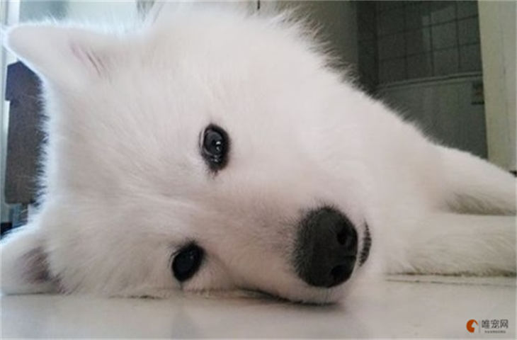 狗狗胃炎会自己好吗 一般几天能恢复 狗狗胃炎会自己好吗 一般几天能恢复