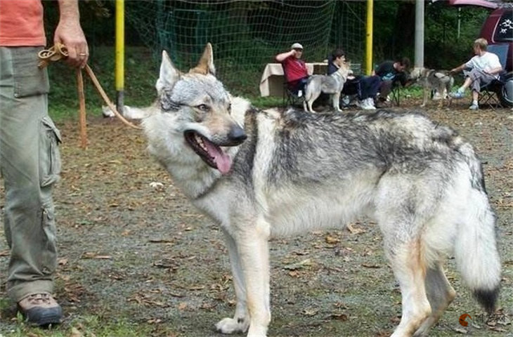 捷克狼犬性格怎么样 哪些城市可以养