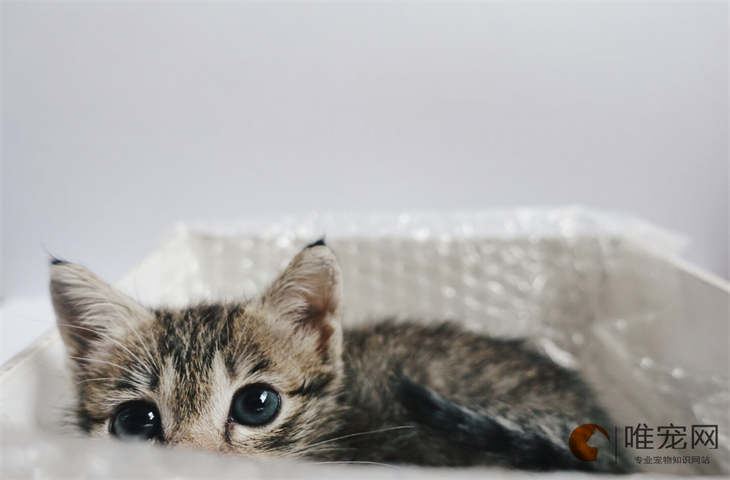 人用鱼油和猫用鱼油一样吗 是智商税吗 人用鱼油和猫用鱼油一样吗 是智商税吗