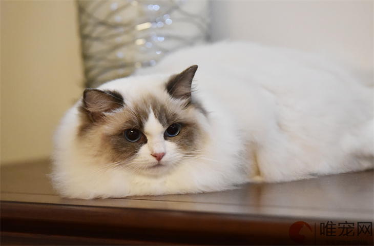 猫吃什么牌子的鱼油好 性价比高的有哪些 猫吃什么牌子的鱼油好 性价比高的有哪些