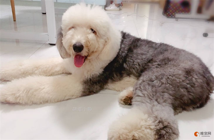 狗肚子咕咕叫拉稀是什么原因 怎么处理 狗肚子咕咕叫拉稀是什么原因 怎么处理