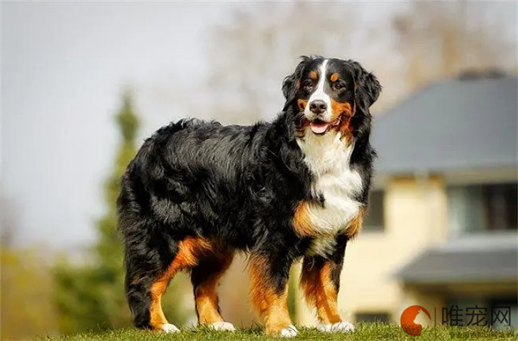 深圳可以养伯恩山犬吗 多少钱一只 深圳可以养伯恩山犬吗 多少钱一只