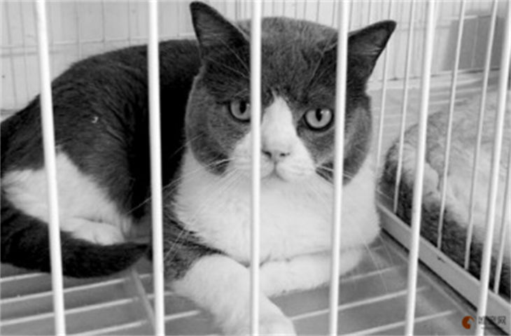 沈阳哪里能买到猫 哪个市场又便宜又好 沈阳哪里能买到猫 哪个市场又便宜又好