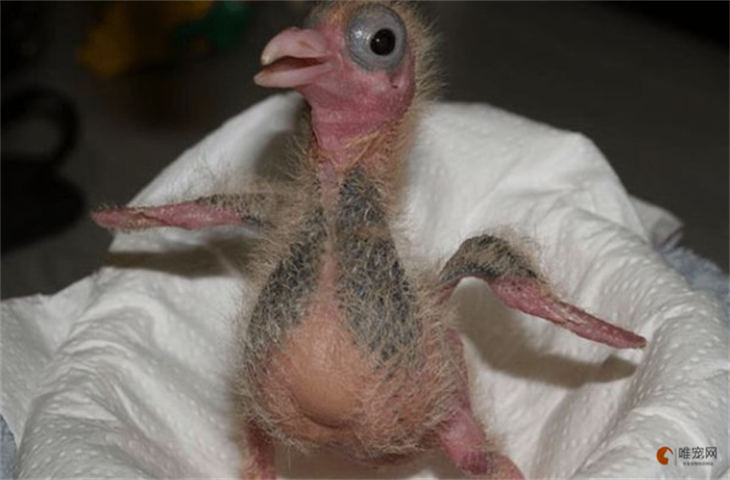 小鸽子出生几天可以自己吃东西 多大出窝学飞