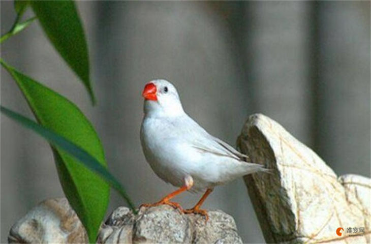 白文鸟可以吃大米吗 一天喂多少食物