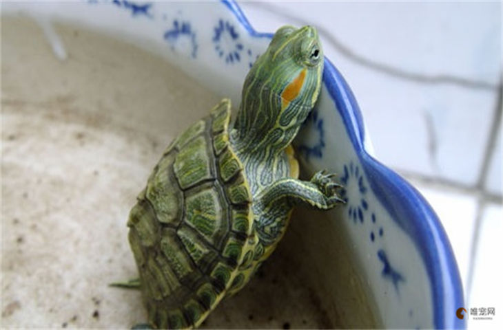 巴西龟吃什么食物 有哪些禁忌