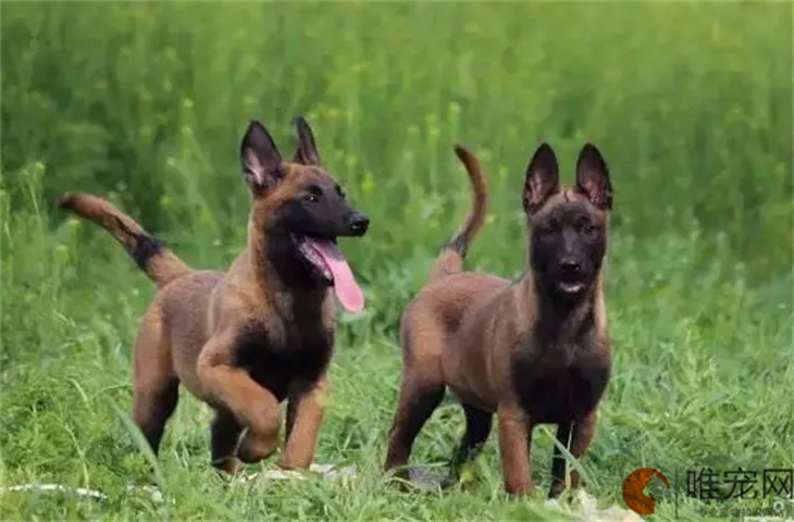 沈阳可以养马犬吗 多少钱一只 沈阳可以养马犬吗 多少钱一只
