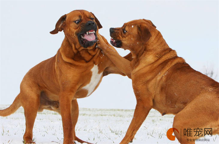 合肥可以养日本土佐犬吗 多少钱一只