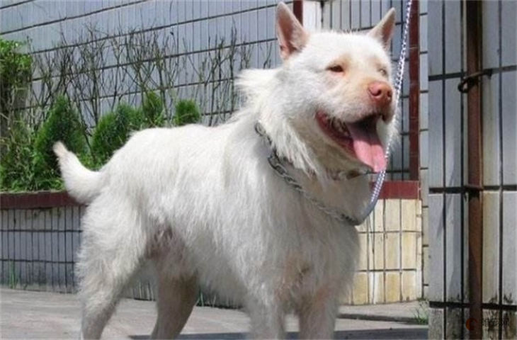 下司犬的智商等于人类的几岁 几个月成年 下司犬的智商等于人类的几岁 几个月成年