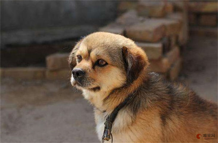 中华犬多少钱一只 哪里有卖的 中华犬多少钱一只 哪里有卖的