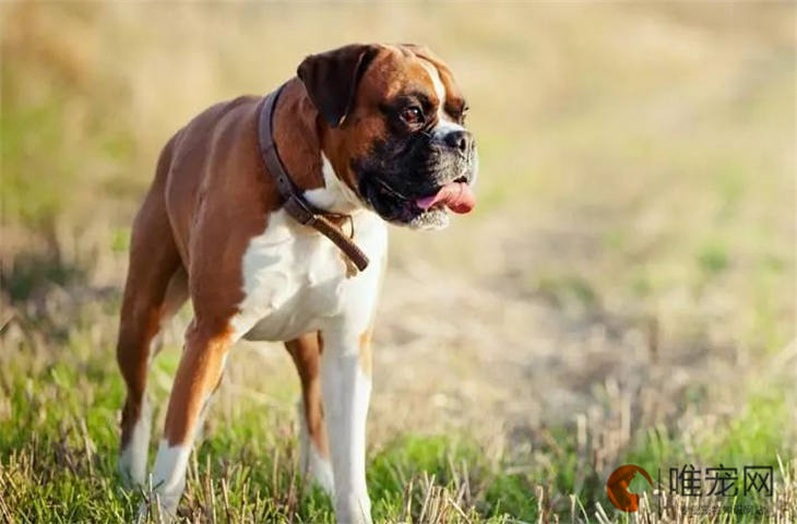 临沂可以养日本土佐犬吗 多少钱一只