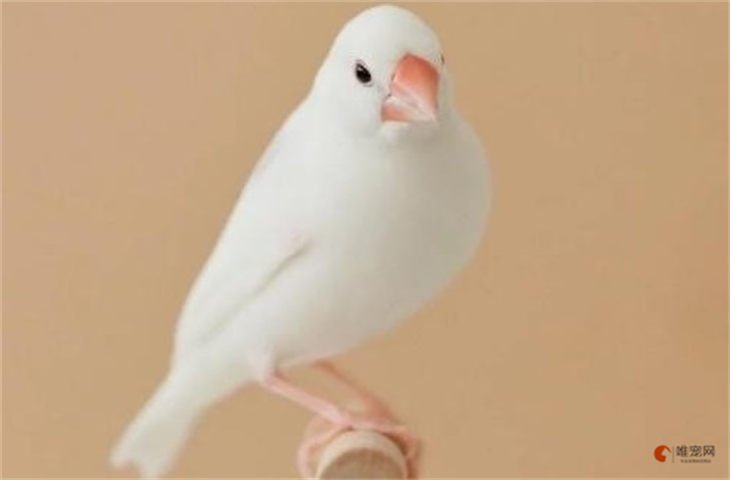 白文鸟可以单独一只养吗 多久认主人