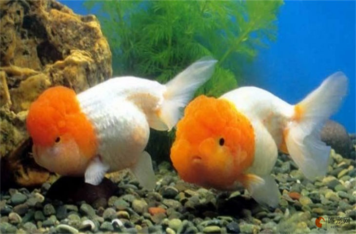 怎么样才能看出金鱼怀孕了 产卵前征兆有哪些